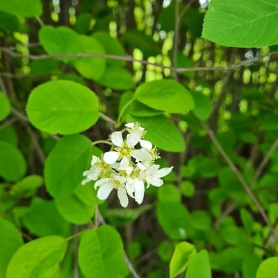 Amelanchier spicata — flower