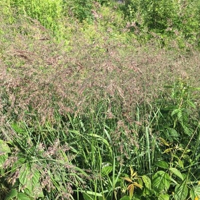 Calamagrostis purpurea — habit