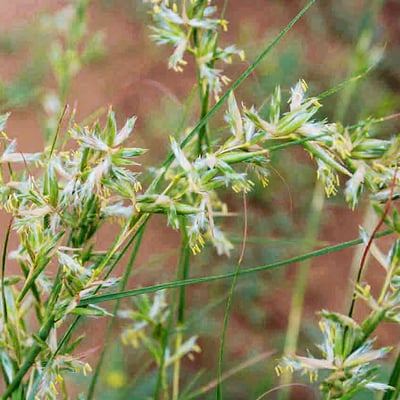 Cymbopogon schoenanthus — flower