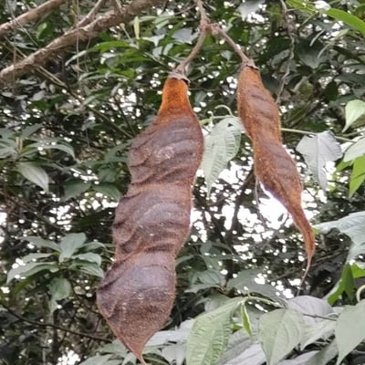 Mucuna urens — fruit