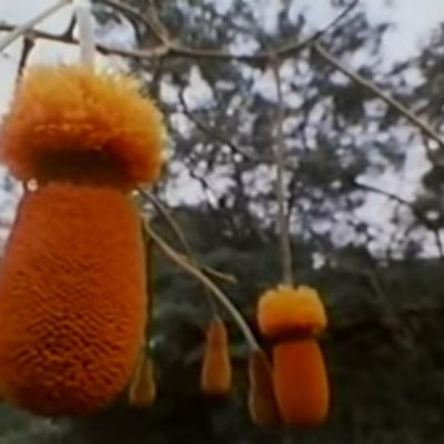 Parkia biglobosa — fruit