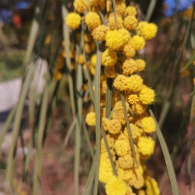 Acacia saligna — flower