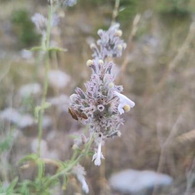 Nepeta nepetella — flower