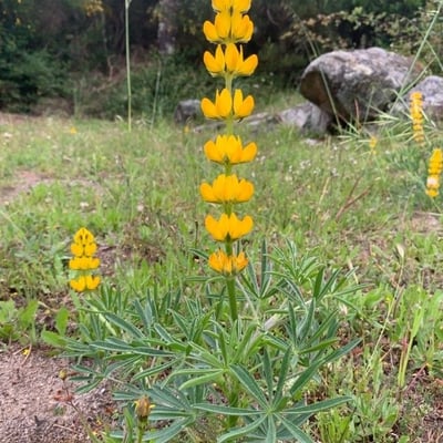 Lupinus luteus — flower
