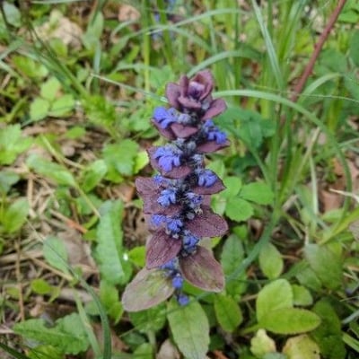 Ajuga pyramidalis — flower