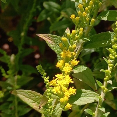 Solidago rugosa — flower