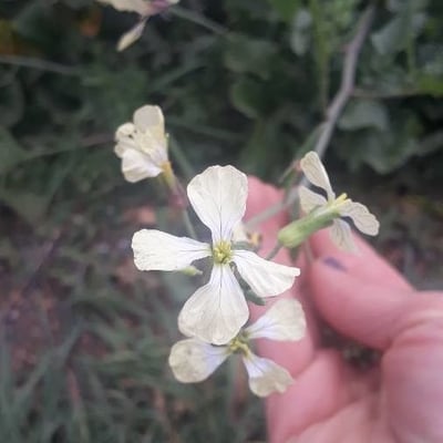 Brassica juncea — flower