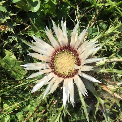 Carlina acaulis — flower