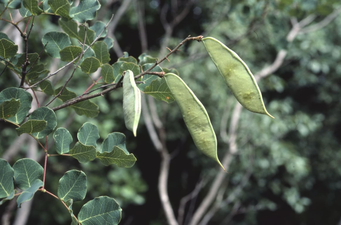Cenostigma pyramidale
