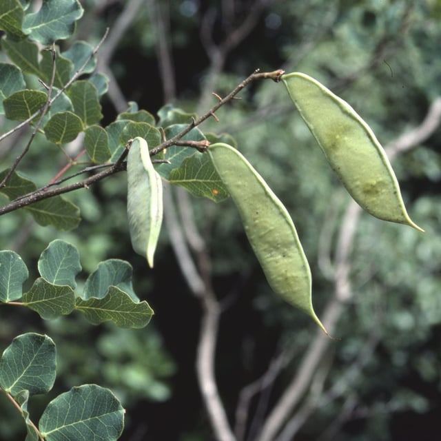 Cenostigma pyramidale