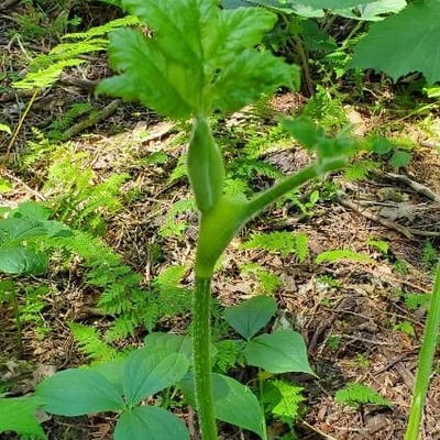 Heracleum maximum — flower
