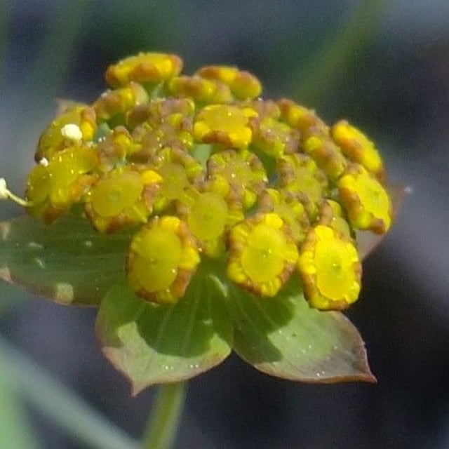 Bupleurum ranunculoides — flower
