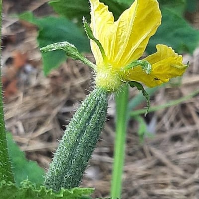 Cucumis sativus — flower
