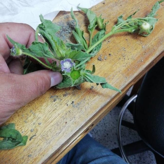 Anoda cristata — flower