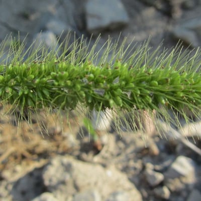 Setaria viridis — flower