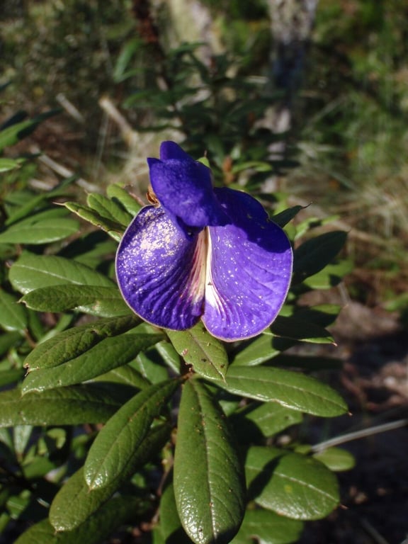 Brazilian-licorice