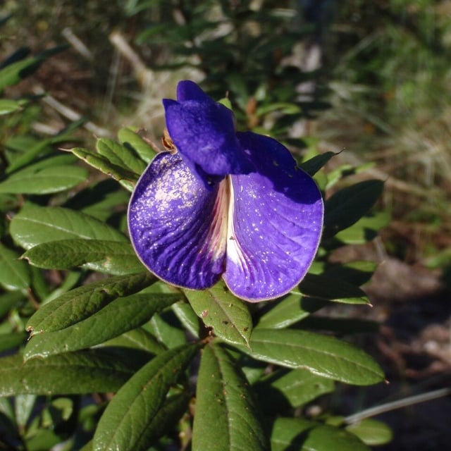 Periandra mediterranea — flower