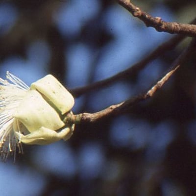 Ceiba pentandra — flower