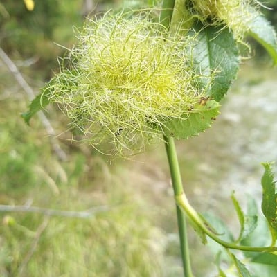 Rosa squarrosa — flower