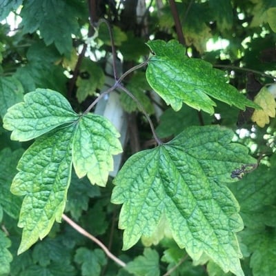 Clematis apiifolia — leaf