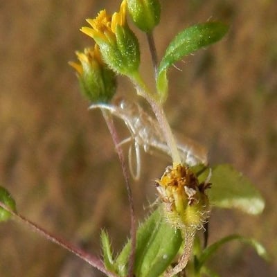 Jaegeria hirta — flower