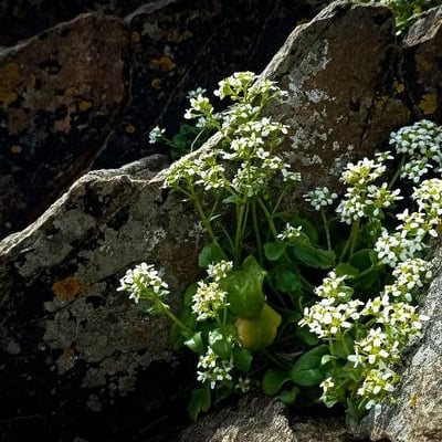 Cochlearia officinalis — flower