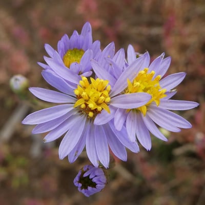 Tripolium pannonicum — flower