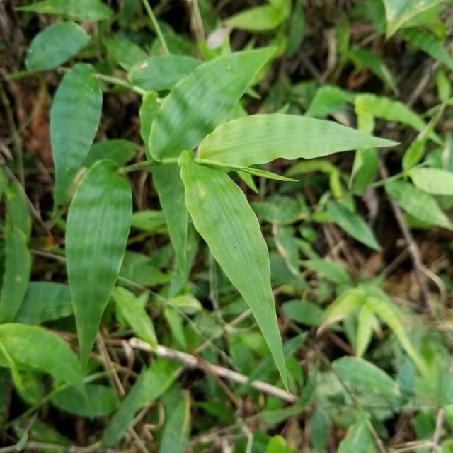 Oplismenus compositus — leaf