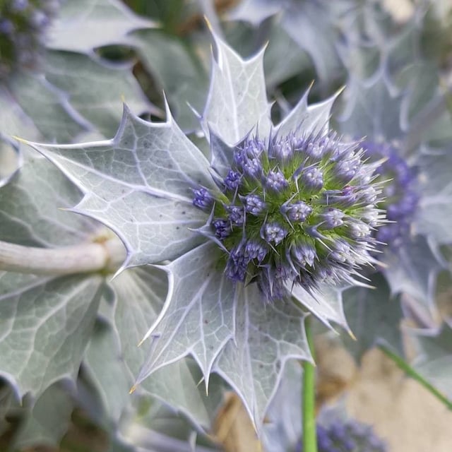 Eryngium maritimum — flower
