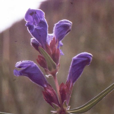 Dracocephalum ruyschiana — flower
