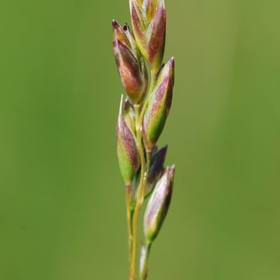 Danthonia decumbens — flower