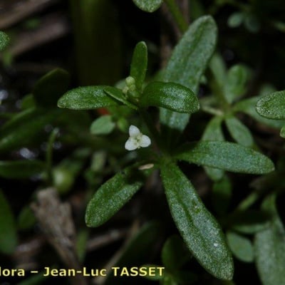 Galium trifidum — flower