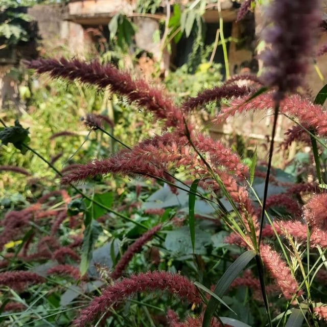 Cenchrus pedicellatus — flower