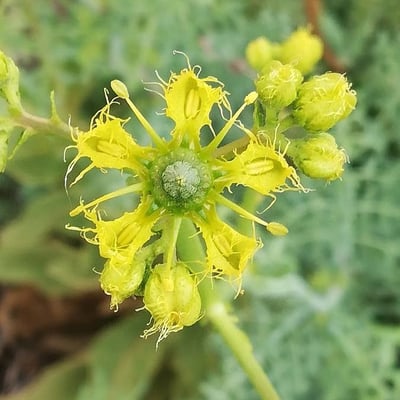 Ruta angustifolia — flower