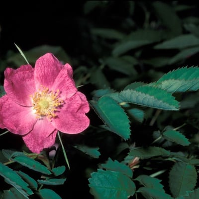 Rosa majalis — flower