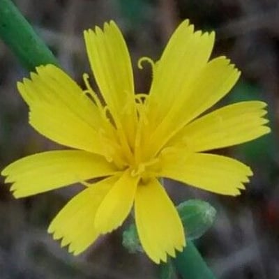 Chondrilla juncea — flower