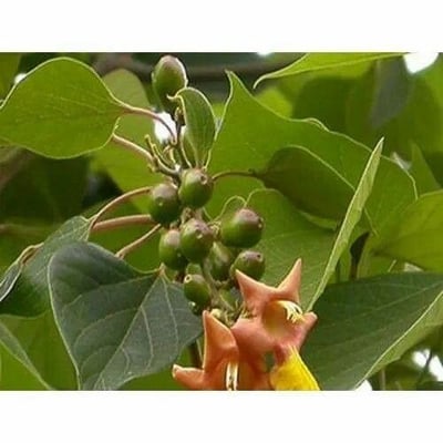 Gmelina arborea — flower