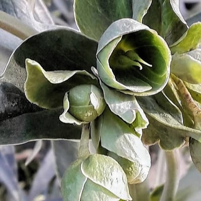 Helleborus foetidus — flower