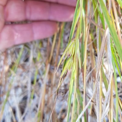 Themeda triandra — flower