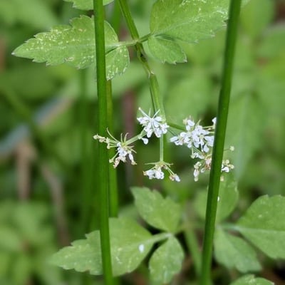 Oenanthe javanica — flower