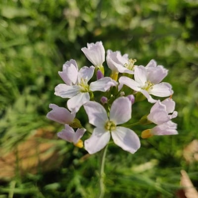 Arabidopsis arenosa — flower
