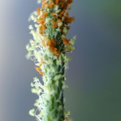 Alopecurus aequalis — flower