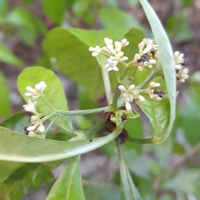 Psychotria nervosa — flower