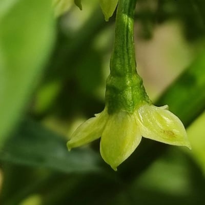 Capsicum baccatum — flower