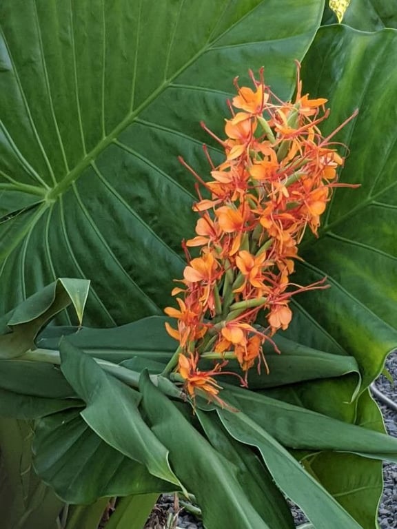 Red ginger-lily