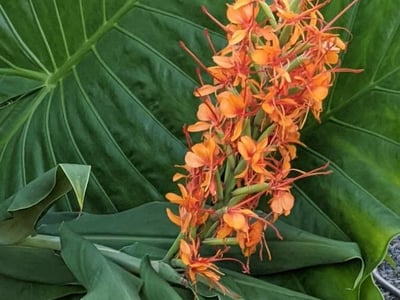 Red ginger-lily