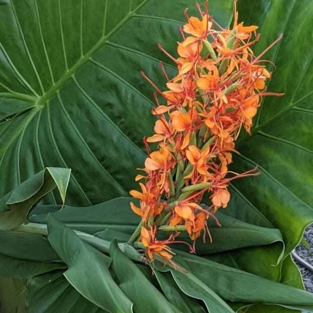 Red ginger-lily