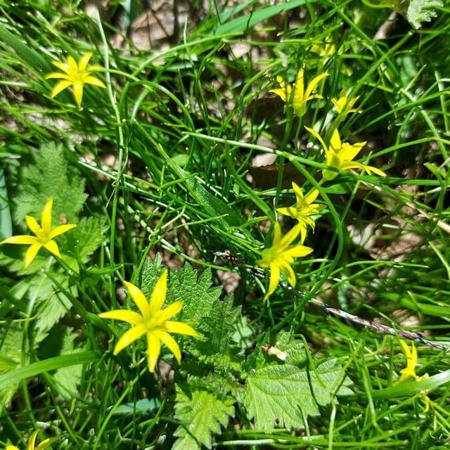 Gagea minima — flower