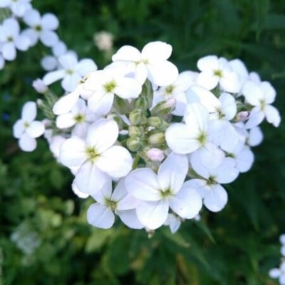 Hesperis matronalis — flower