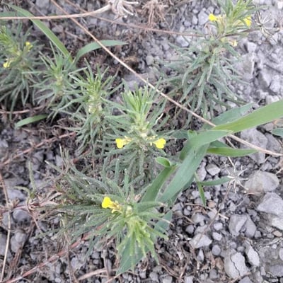 Ajuga chamaepitys — flower